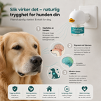 Forvandle hundens inne-urinering, bjeffing og angst – raskt, enkelt og skånsomt!